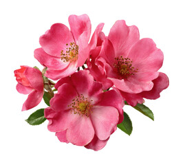 Obraz premium Vibrant pink roses bouquet floral arrangement nature isolated on transparent background