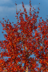 Autumn tree showcasing bright red leaves and branches reaching towards a crisp blue sky, presenting the striking colors of fall and the essence of the changing season