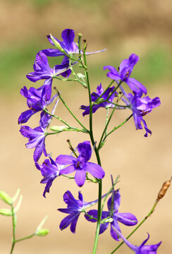 Consolida regalis blooms in the field
