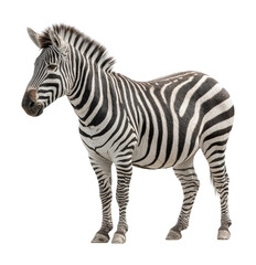 Zebra grazing in nature wildlife african savanna scene isolated on transparent background