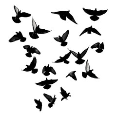 A dynamic flock of black bird silhouettes in various flight poses.
