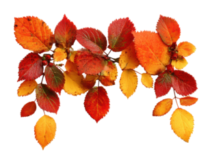 Autumn leaves display natural botanical isolated on transparent background