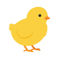 Adorable fluffy yellow baby chick standing isolated on a white background a cute springtime symbol of new life and easter