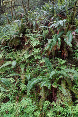 Lush forest hillside covered in ferns and green foliage, creating a verdant and textured natural scene.