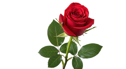 Fototapeta premium Single vibrant red rose bloom with green leaves on a deep black background close-up