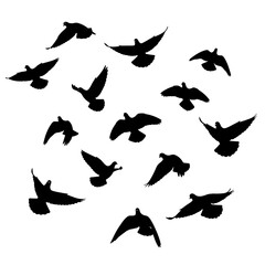 A flock of birds in silhouette flying across a white background.