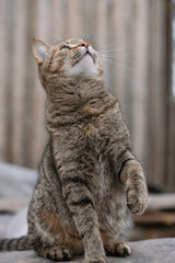 European shorthair tabby cat sitting and looking up with curiosity, with a blurred wooden fence in the background, enjoying a moment of playful observation