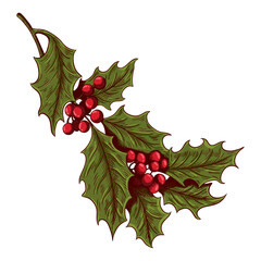 Christmas holly branch with red berries. Vector illustration