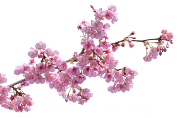 Prunus serrulata