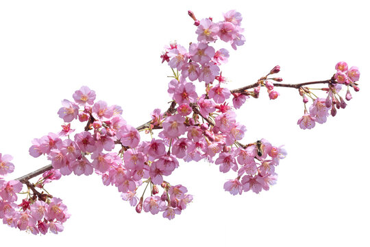 Prunus serrulata
