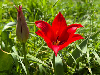 Obraz premium Red tulip lily flower and bud in the grass.