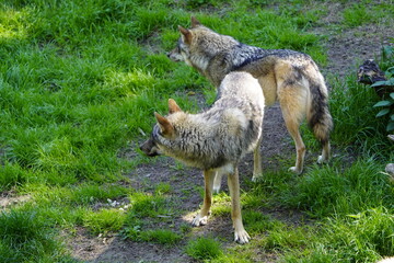 Canis lupus lupus, Canidae family, The wolf's seasonal coat change occurs twice a year, in spring and fall. The remaining winter fur is still visible here. Germany.
