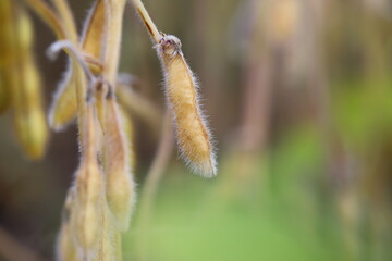 Soybean fields. Yellow-golden, ripe soybean pods on a sunny day. Blurred background. Concept of a good harvest, global food crisis. Macro.