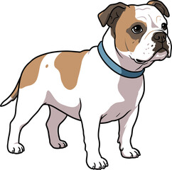 Fototapeta premium American Bulldog Vector dog Breeds Illustrations white color background