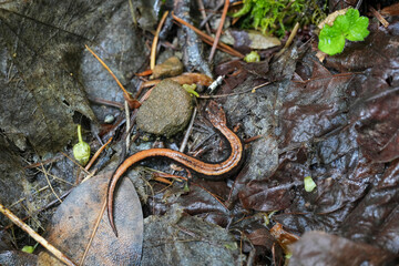 Closeup on a juvenile Western Redback Salamander , Plethodon vehiculum from Oregon