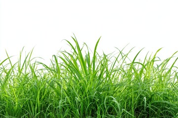 Fototapeta premium Vibrant green grass cutout over a clean white background showcases nature's beauty