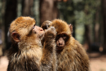 A Barbary Macaque grooming one of it's offspring.