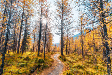 Golden larches glow beneath towering mountain peaks at Wonder Pass, capturing a stunning autumn wilderness filled with vibrant color and pristine alpine beauty.

