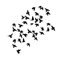 Naklejka premium A large flock of black bird silhouettes flying together.