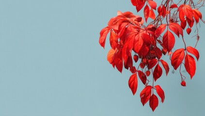 Vibrant red leaves against a soft blue sky