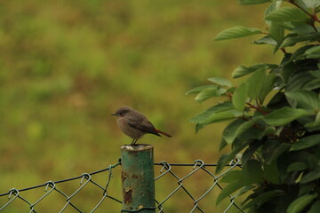 black redstart (Phoenicurus ochruros) female bird perched on fence with green background. Wildlife scene of nature in Europe.

