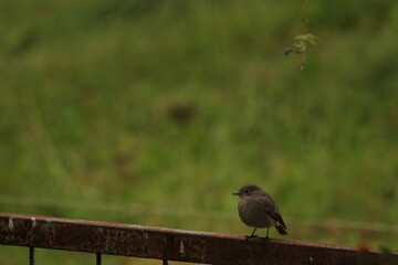 black redstart (Phoenicurus ochruros) female bird perched on fence with green background. Wildlife scene of nature in Europe.
