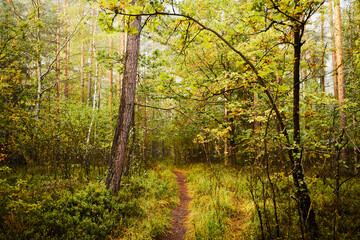 mgła,jesień,leśna ścieżka  © Marcin Łazarczyk