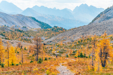 Golden larches glow beneath towering mountain peaks at Wonder Pass, capturing a stunning autumn...