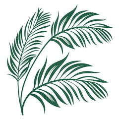 Dark green palm leaves on white background tropical