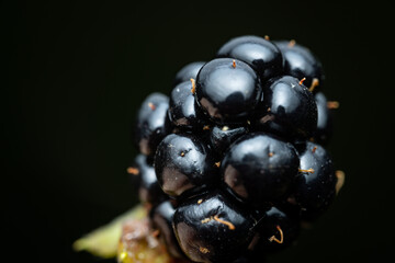 Blackberry