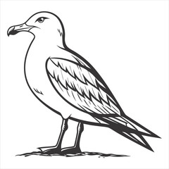 Seagull Bird Line Art Illustration