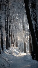 Sunlight streams through snow covered trees in a winter forest path
