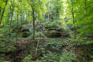 Beautiful green forest Hiking path with Sandstone chalk rock formations in Berdorf Mullerthal Luxembourg