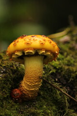 Yellow Pholiota Aurivella mushrooms on a tree close up. Amazing beautiful mushroom background wallpaper. Orange mushroom on a tree with green blurred bokeh background. Mushroom pc an mobile backdrop

