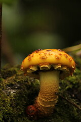 Yellow Pholiota Aurivella mushrooms on a tree close up. Amazing beautiful mushroom background wallpaper. Orange mushroom on a tree with green blurred bokeh background. Mushroom pc an mobile backdrop

