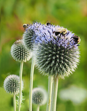 A Focus Stacked Close-up Image of Bees on Globe Thistles In a Garden Flower Bed