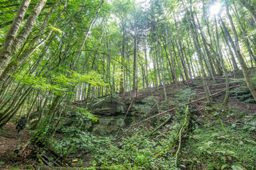 Obraz premium Beautiful green forest Hiking path with Sandstone chalk rock formations in Berdorf Mullerthal Luxembourg
