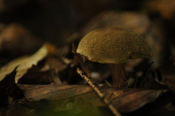 Xerocomellus chrysenteron, known as Boletus chrysenteron or Xerocomus chrysenteron - edible mushroom. Fungus in the natural environment.
