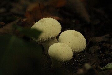 Lycoperdon perlatum puffball mushrooms in a forest with blurred background

