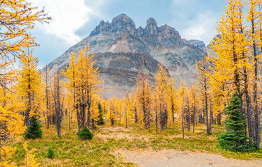 Mountains of Wonder Pass rise above vibrant alpine wilderness, showcasing a stunning high-elevation landscape perfect for adventure, travel, and nature themes.