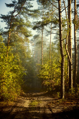 mgła,jesień,leśna droga  © Marcin Łazarczyk