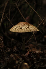 Parasol mushroom (macrolepiota procera) growing on forest floor
