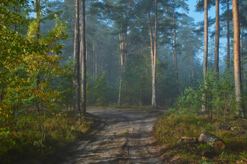 mgła,jesień,leśna droga  © Marcin Łazarczyk