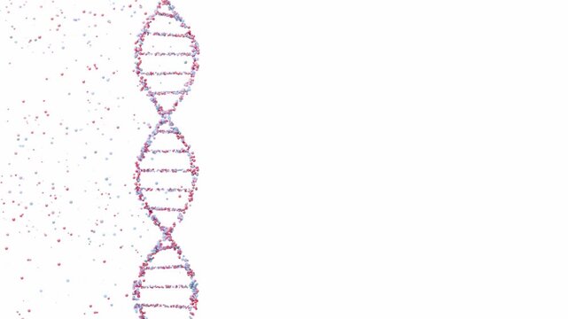 Minimal animation of rotating DNA strand built from red and blue floating particles on white background representing molecular structure, genetics, biotechnology and digital scientific visualization