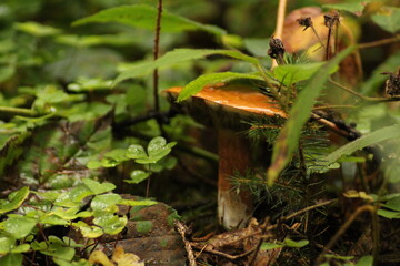 Suillus grevillei (Greville's bolete, larch bolete) - yellow edible mushroom
