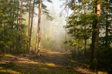 mgła,jesień,leśna droga  © Marcin Łazarczyk