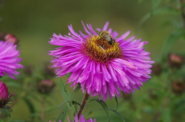bee on a flower