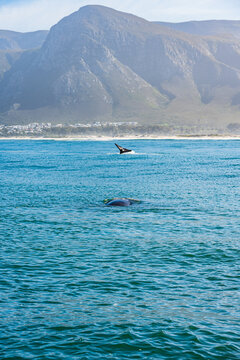 Whales in Hermanus Bay, South Africa.