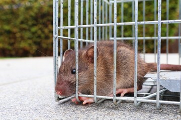 A rat caught in a rat trap in the garden. Selective focus.