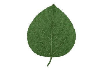 Fototapeta premium Fresh green plant leaf isolated on transparent background